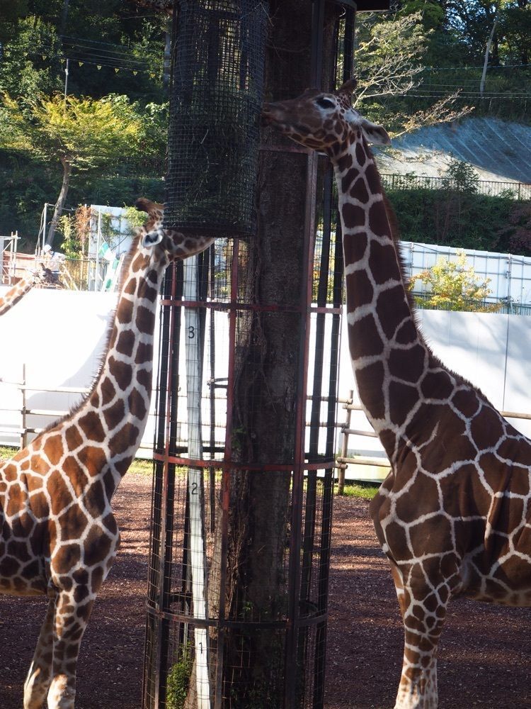 しぃさんが投稿した多摩動物公園駅に関する口コミの画像