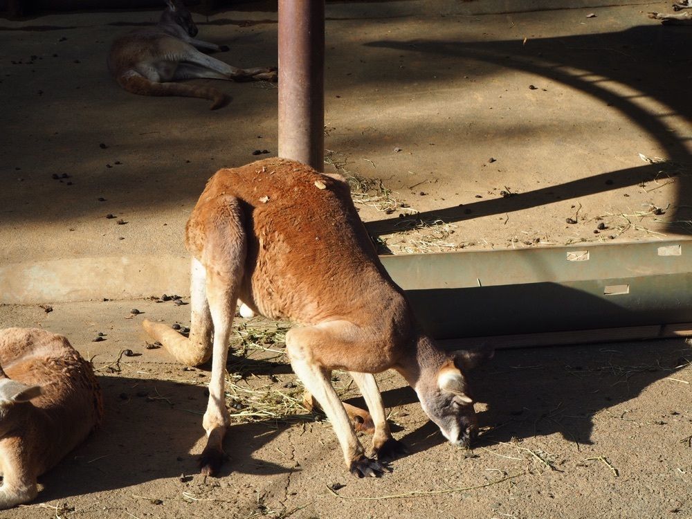 しぃさんが投稿した多摩動物公園駅に関する口コミの画像