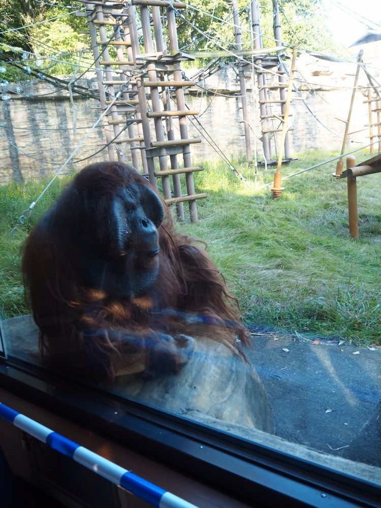 しぃさんが投稿した多摩動物公園駅に関する口コミの画像