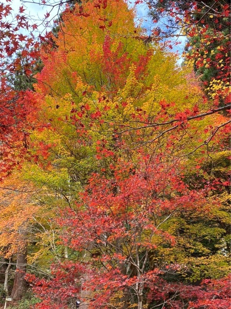 Mitsuさんが投稿した大井平の紅葉に関する口コミの画像