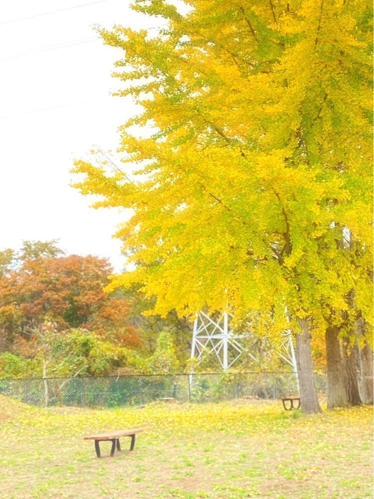 Musashiさんが投稿した中華菜園 干楽に関する口コミの画像