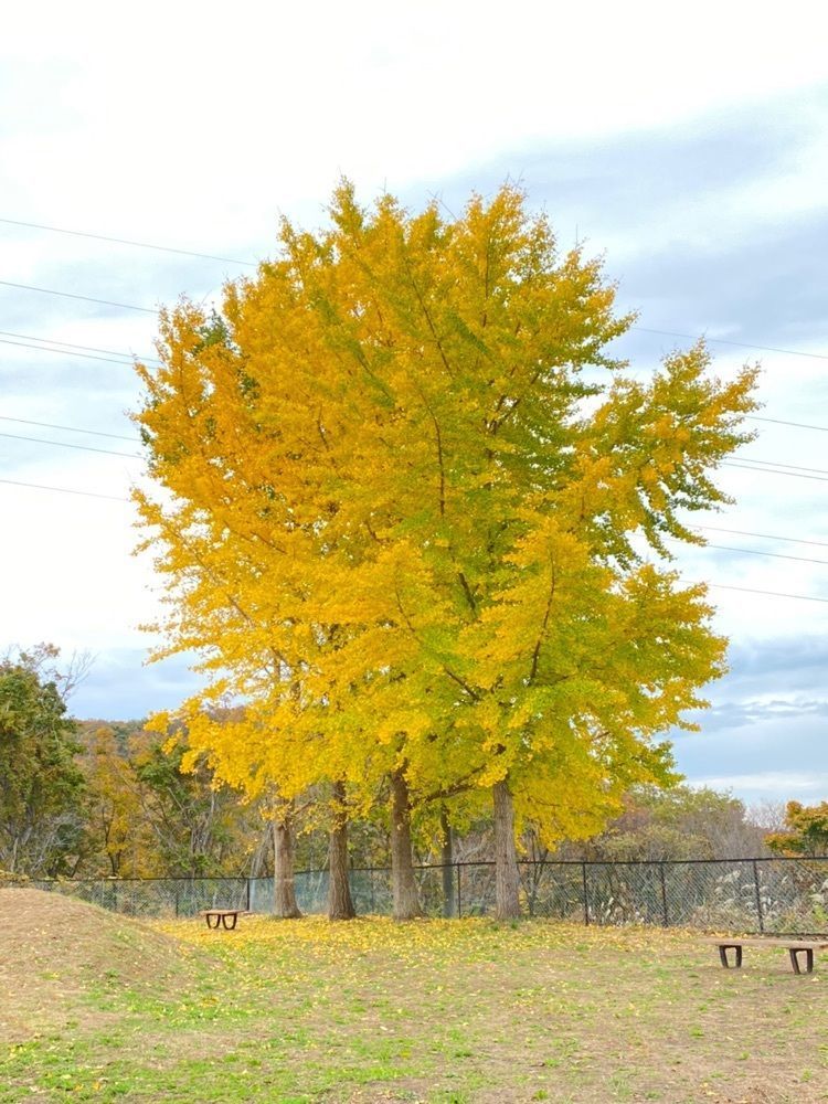 Musashiさんが投稿した中華菜園 干楽に関する口コミの画像