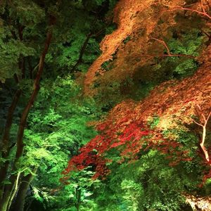 下鴨神社