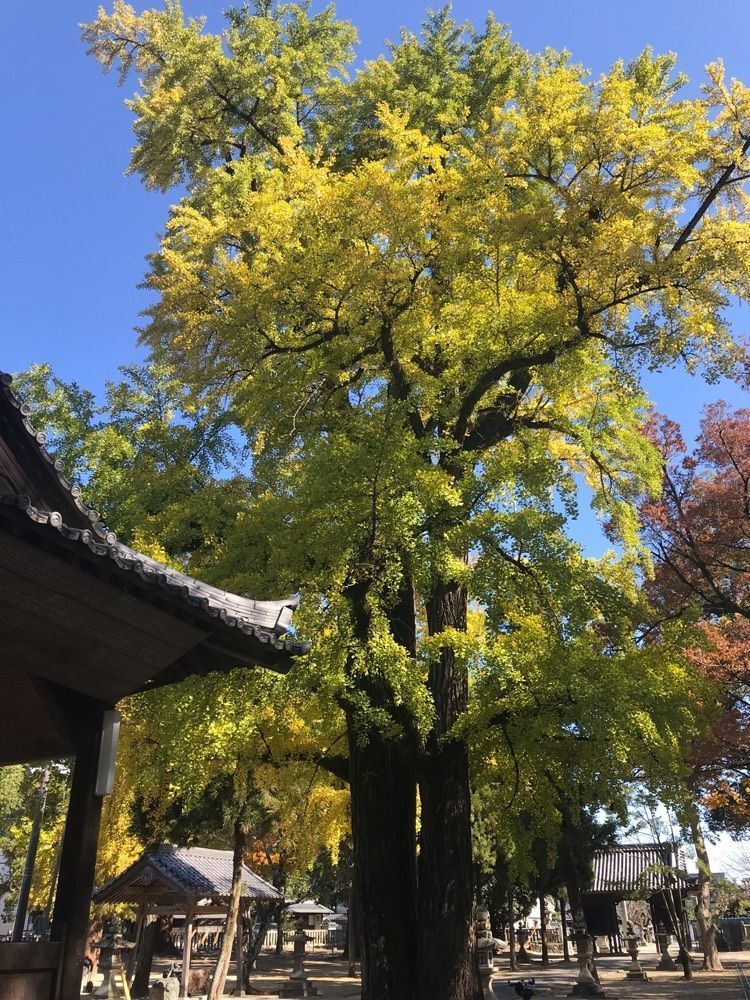 キングチェリーさんが投稿した素盞嗚神社（天王社）に関する口コミの画像