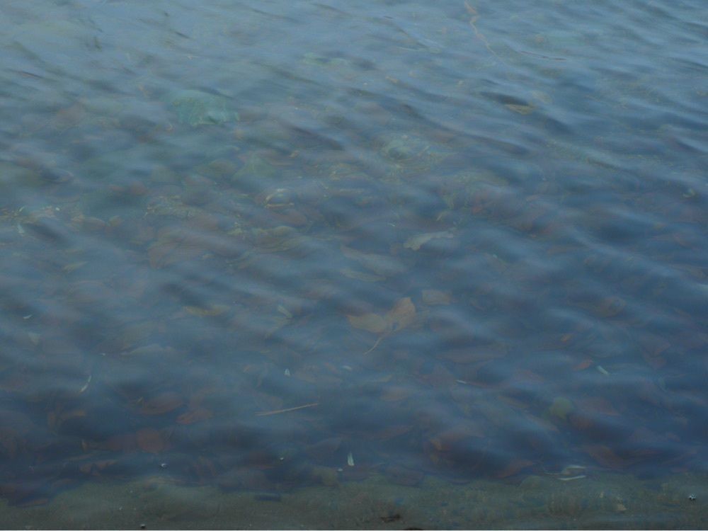 Shoさんが投稿した沼沢湖に関する口コミの画像