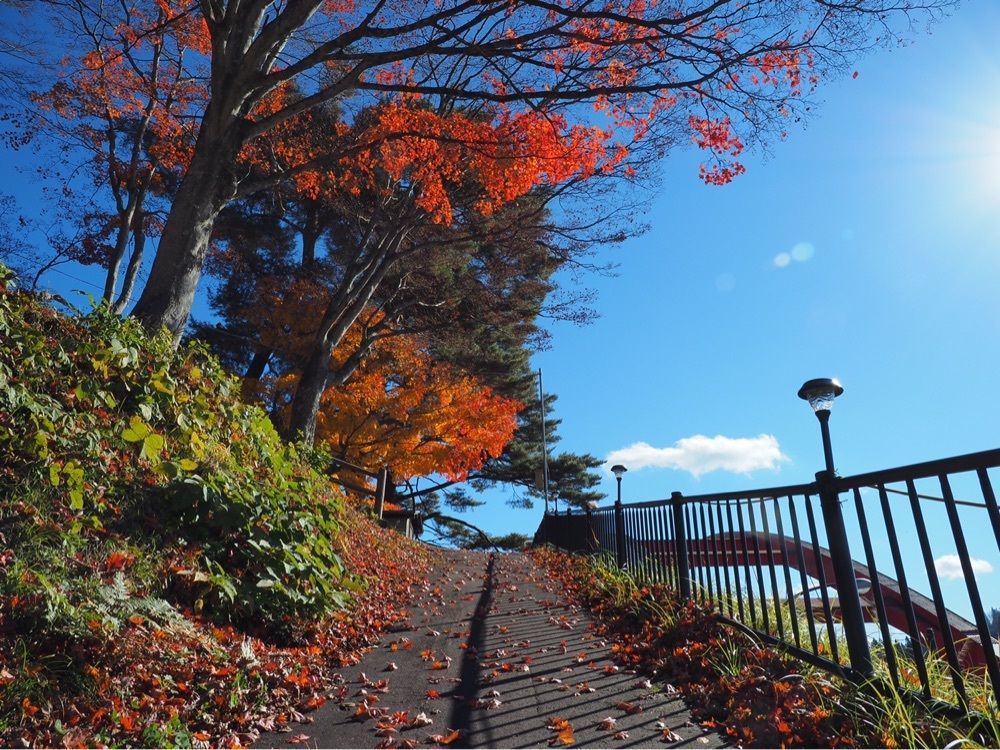 Shoさんが投稿した瑞光寺公園の桜に関する口コミの画像