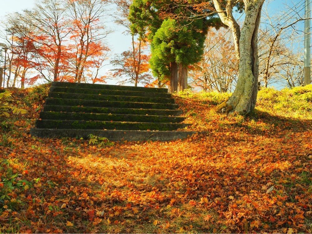 Shoさんが投稿した瑞光寺公園の桜に関する口コミの画像