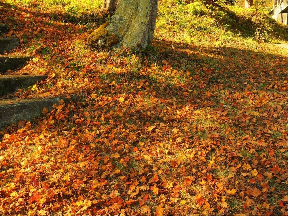 Shoさんが投稿した瑞光寺公園の桜に関する口コミの画像