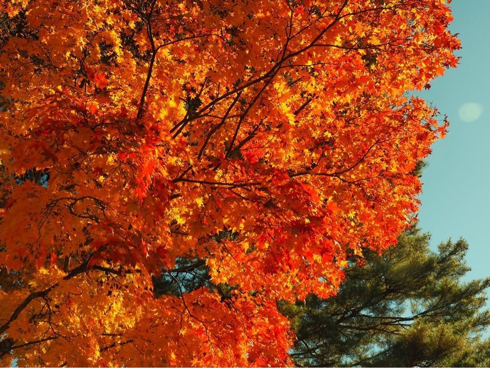 Shoさんが投稿した瑞光寺公園の桜に関する口コミの画像