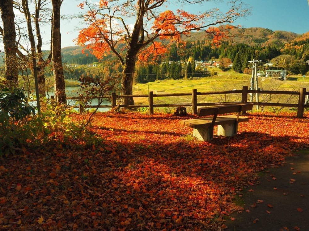 Shoさんが投稿した瑞光寺公園の桜に関する口コミの画像