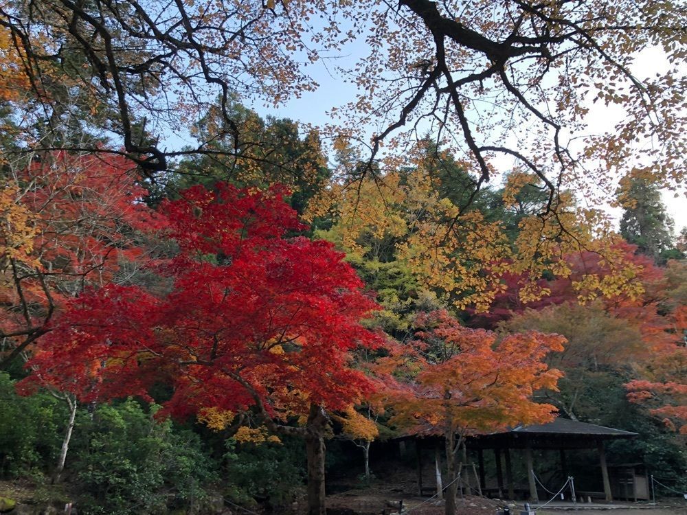 白たぬきさんが投稿した紅葉谷公園に関する口コミの画像