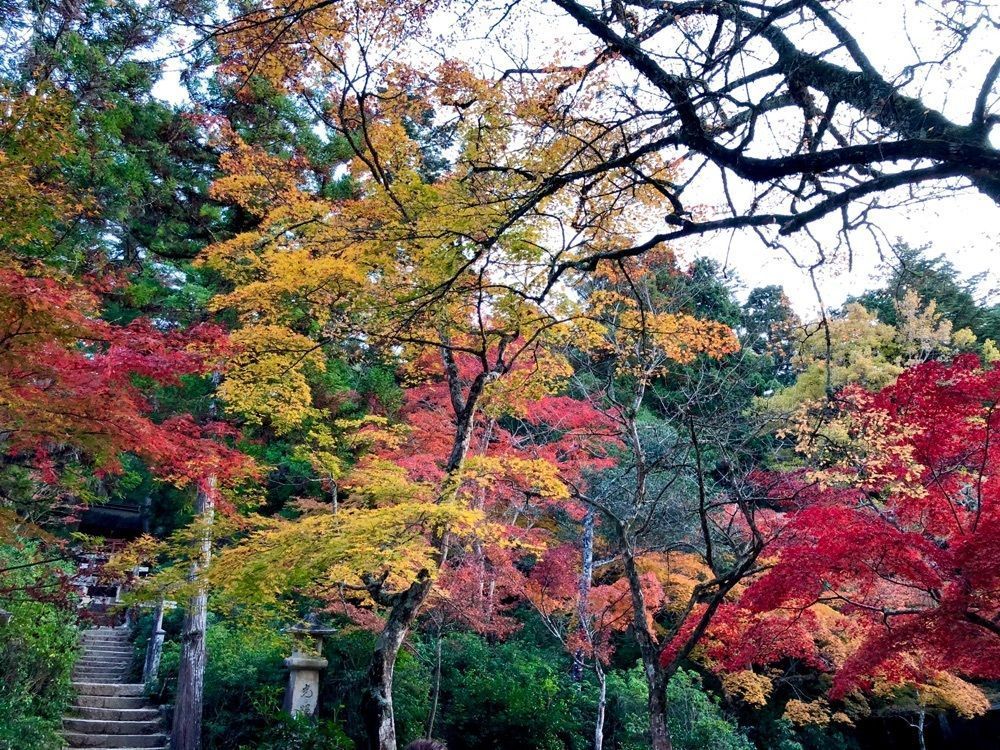 白たぬきさんが投稿した紅葉谷公園に関する口コミの画像