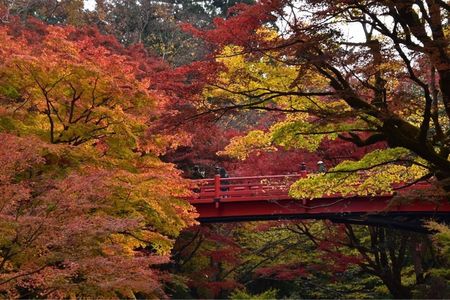 養父神社の紅葉 2枚目