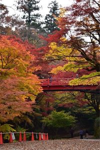 養父神社の紅葉 3枚目