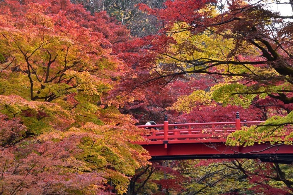 還暦オヤジさんが投稿した養父神社の紅葉に関する口コミの画像