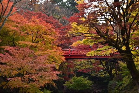 養父神社の紅葉 6枚目