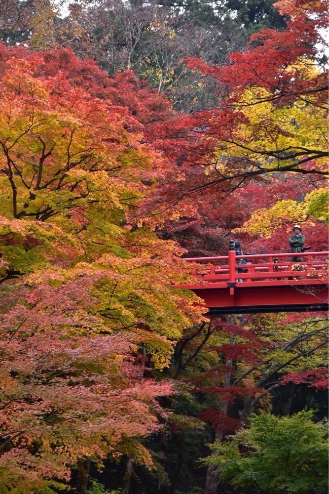 還暦オヤジさんが投稿した養父神社の紅葉に関する口コミの画像