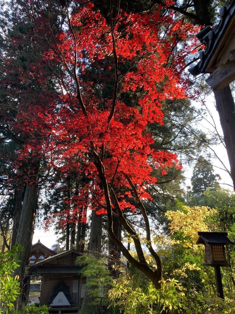 Mさんが投稿した菅谷不動尊に関する口コミの画像