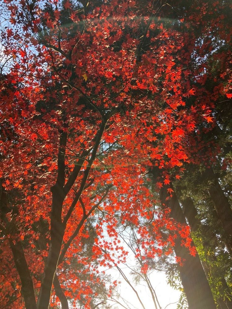 Mさんが投稿した菅谷不動尊に関する口コミの画像
