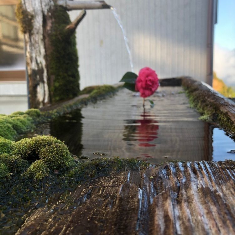 MimyTera さんが投稿した熊野古道小辺路に関する口コミの画像