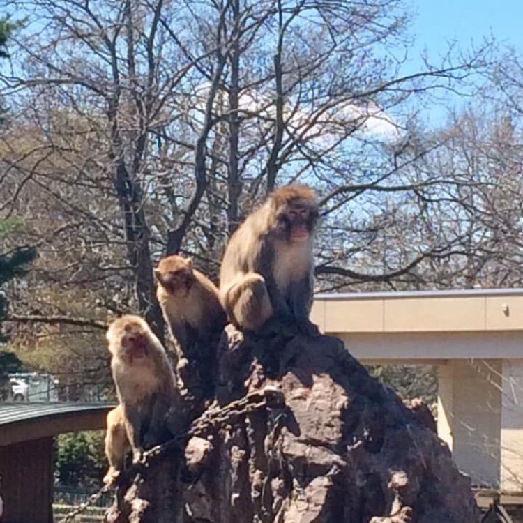 ＤＪゴン太さんが投稿したおびひろ動物園に関する口コミの画像