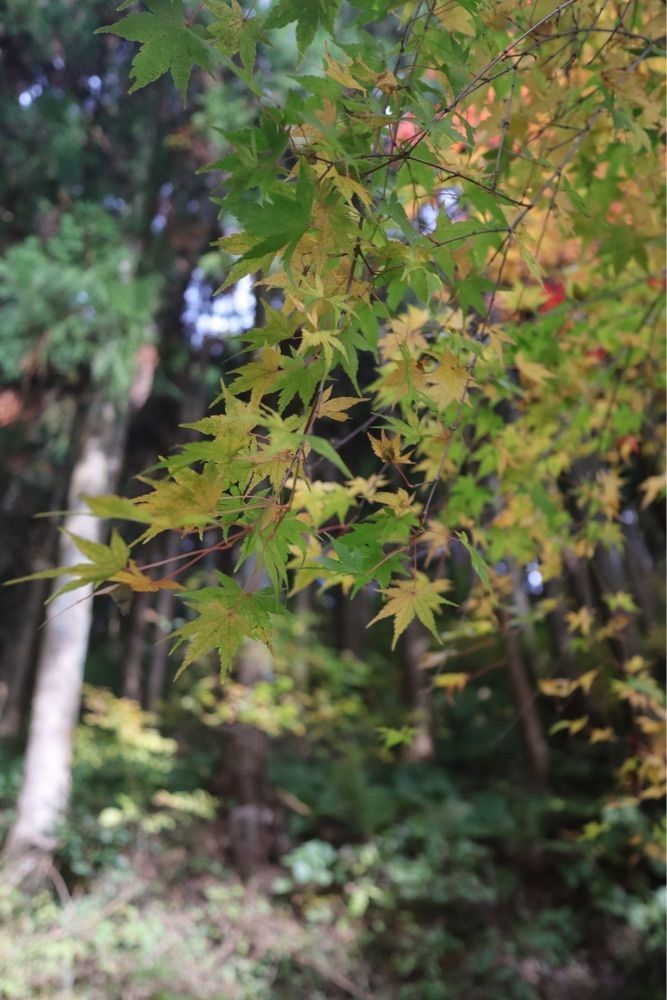 あっけさんが投稿したあじさい寺 高林寺に関する口コミの画像