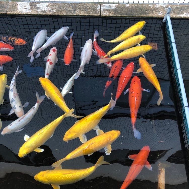 タグユウさんが投稿した静岡県水産試験場浜名湖分場浜名湖体験学習施設「ウォット」に関する口コミの画像