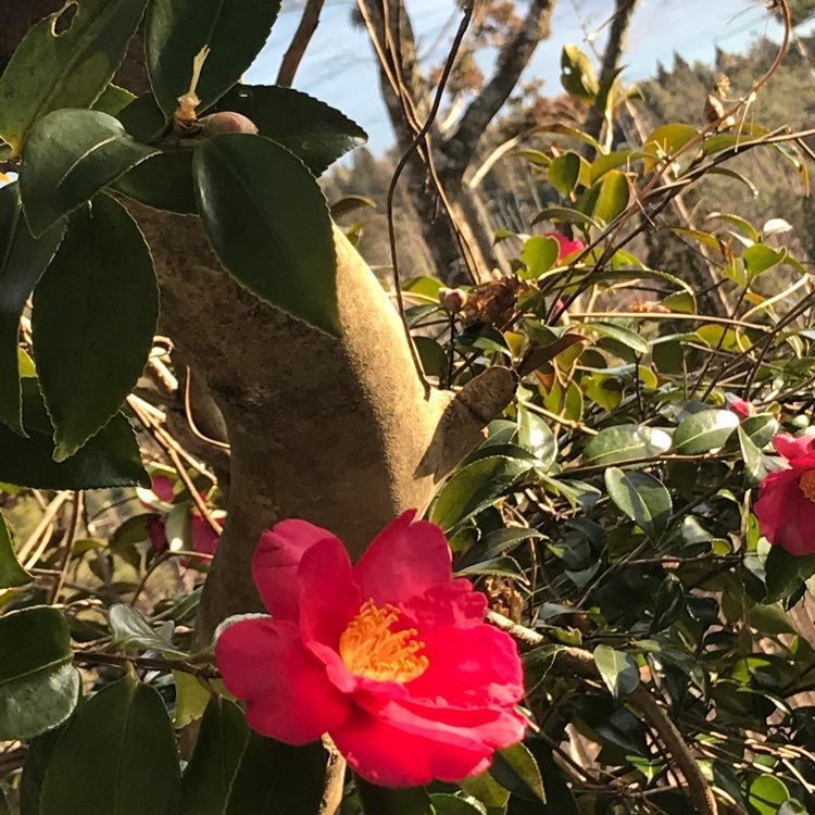 Musashiさんが投稿した亀山展望台に関する口コミの画像