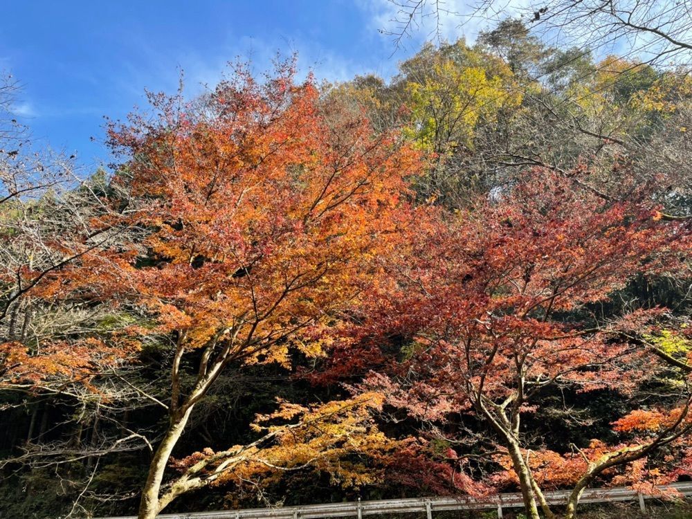 s.kさんが投稿した風布・小林みかん山に関する口コミの画像