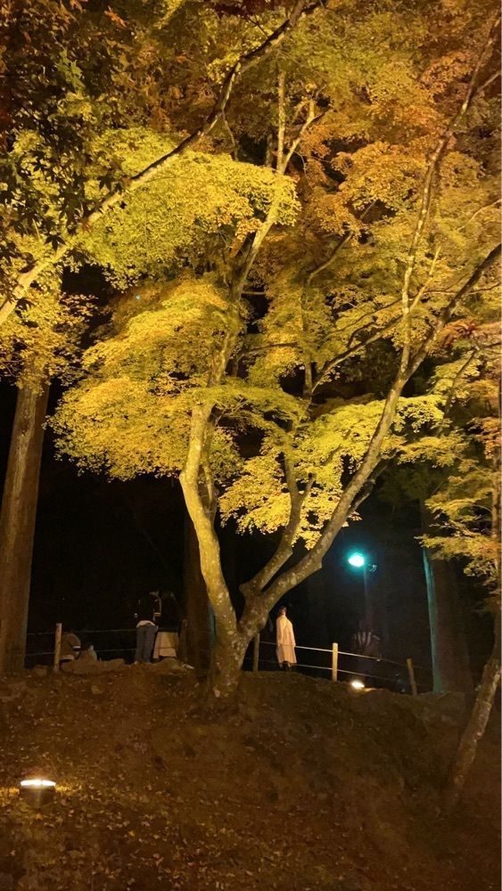 kyoさんが投稿した香嵐渓もみじのトンネルに関する口コミの画像
