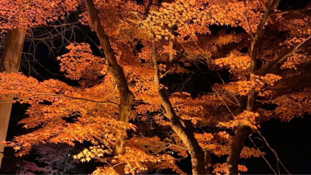 kyoさんが投稿した香嵐渓もみじのトンネルに関する口コミの画像