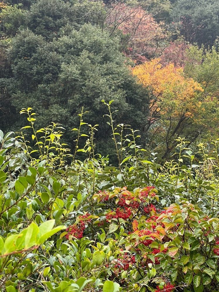 おっさん14号さんが投稿した大正屋椎葉山荘に関する口コミの画像