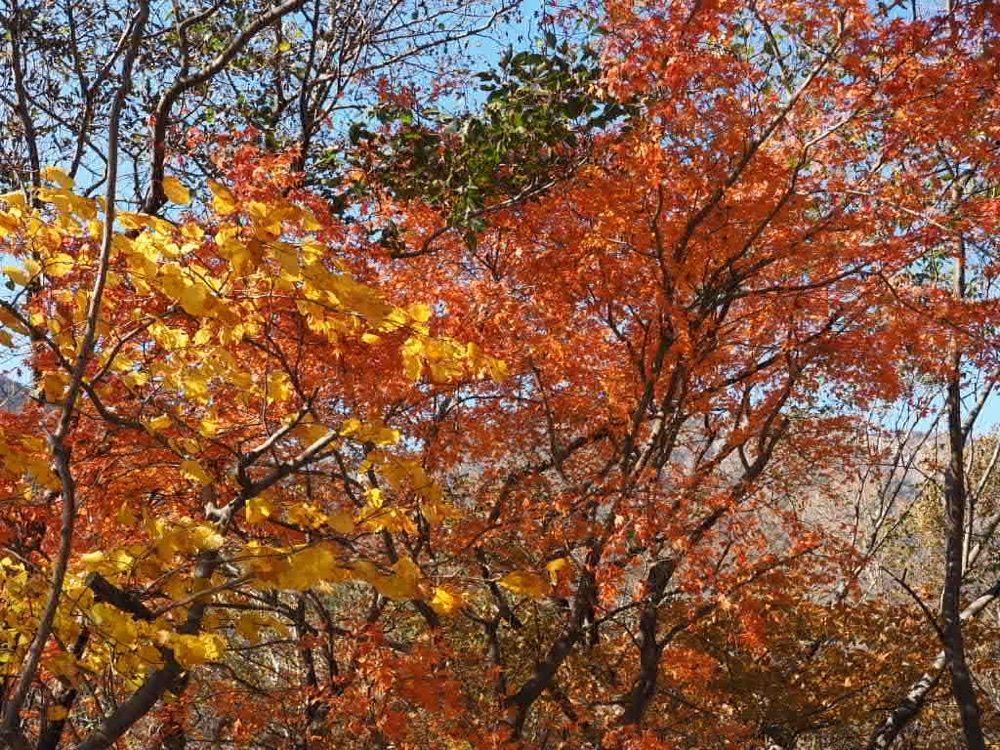 Howl Monさんが投稿した畑薙湖に関する口コミの画像