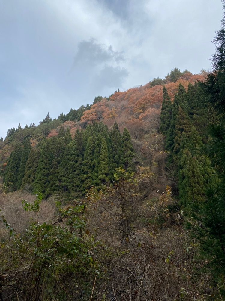 あるふぃすたさんが投稿した冠山（広島県廿日市市）に関する口コミの画像