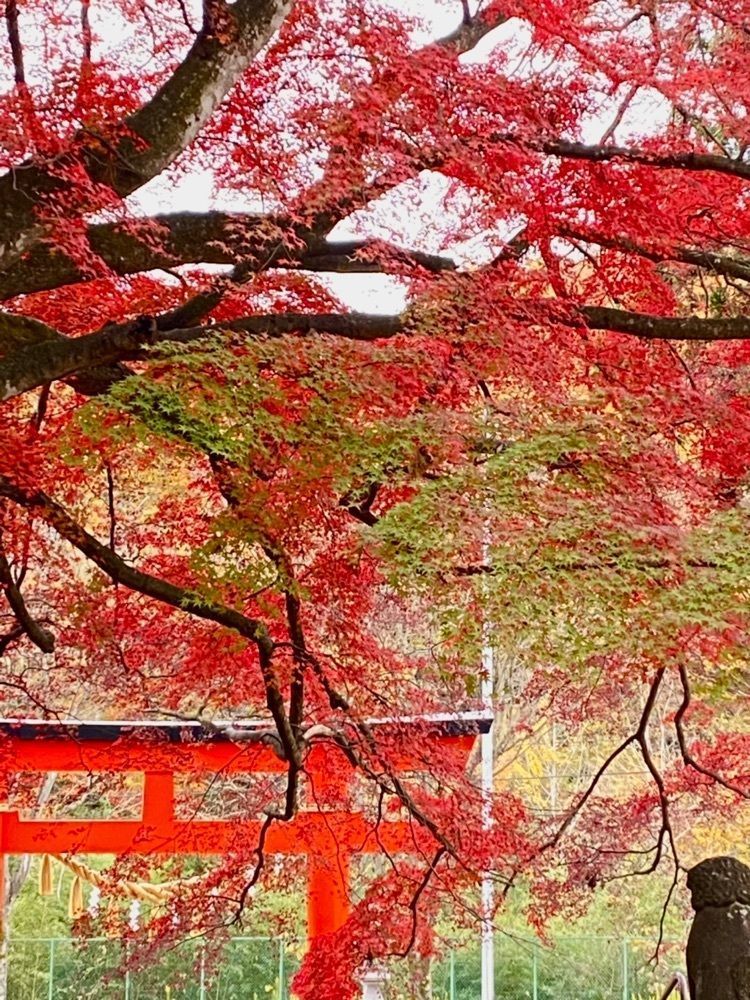 Musashiさんが投稿した賀茂神社に関する口コミの画像
