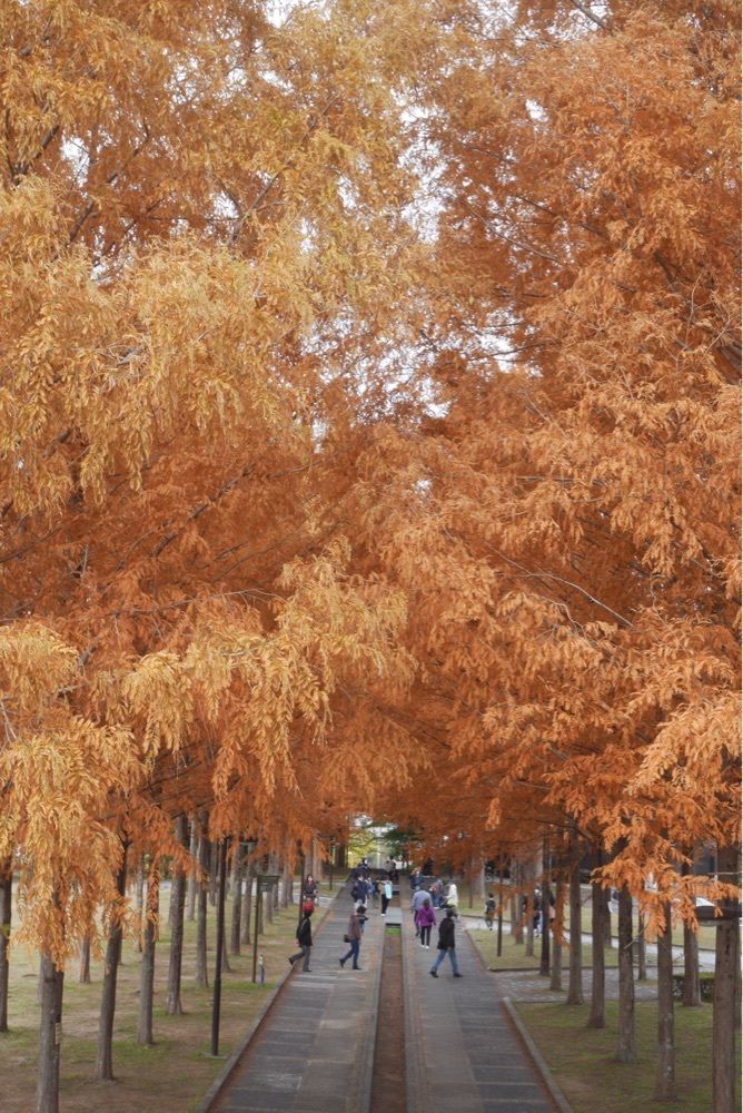 フラミンゴさんが投稿した日本へそ公園駅に関する口コミの画像