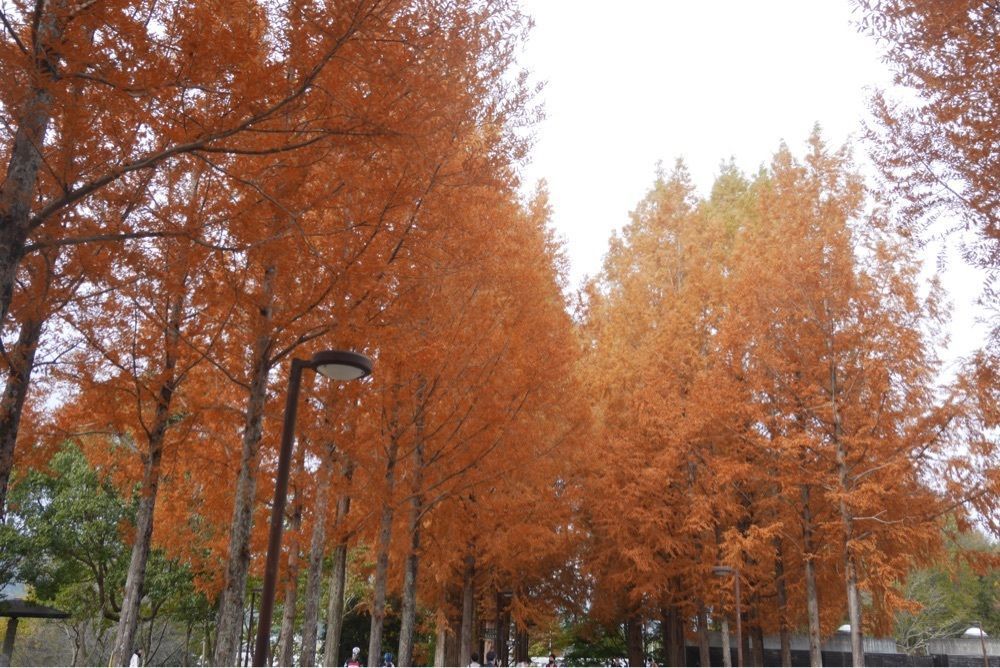 フラミンゴさんが投稿した日本へそ公園駅に関する口コミの画像