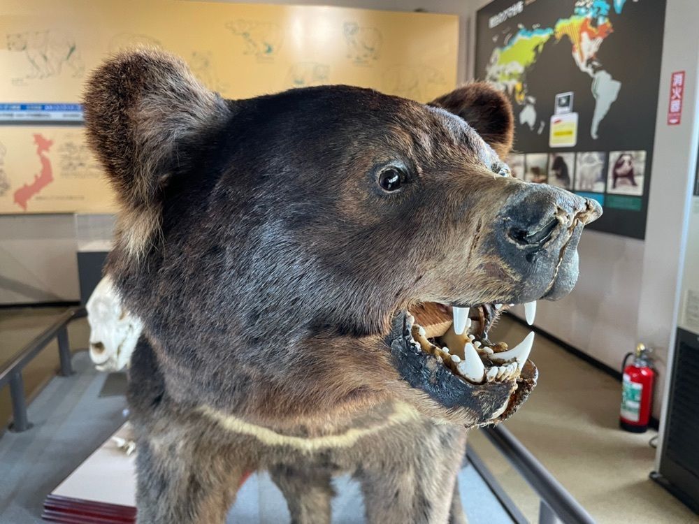 fumiさんが投稿したクマ山カフェ（【旧店名】クマ山食堂）に関する口コミの画像