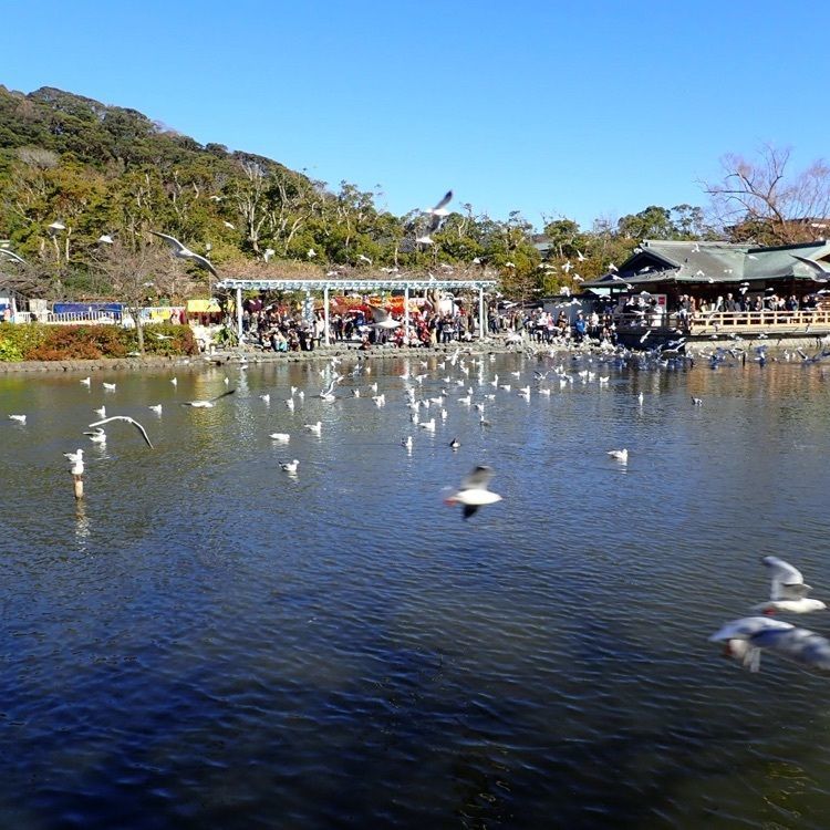 ざんぎさんが投稿した鶴岡八幡宮に関する口コミの画像