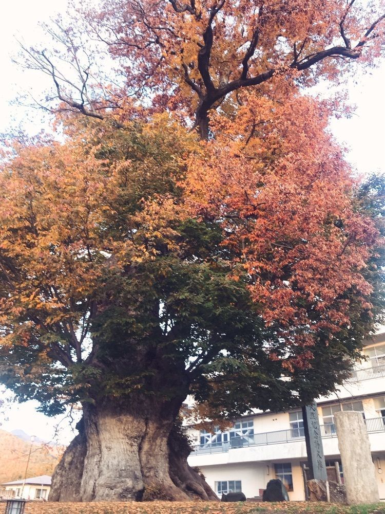 猫なぎ。さんが投稿した龍興寺沼公園に関する口コミの画像