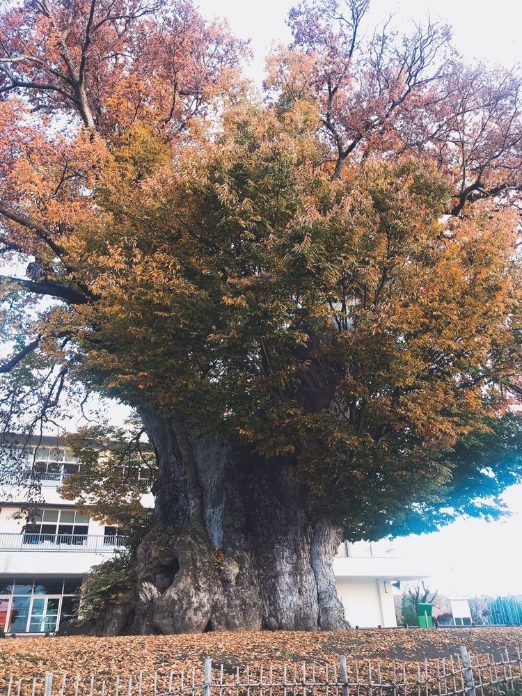 猫なぎ。さんが投稿した龍興寺沼公園に関する口コミの画像