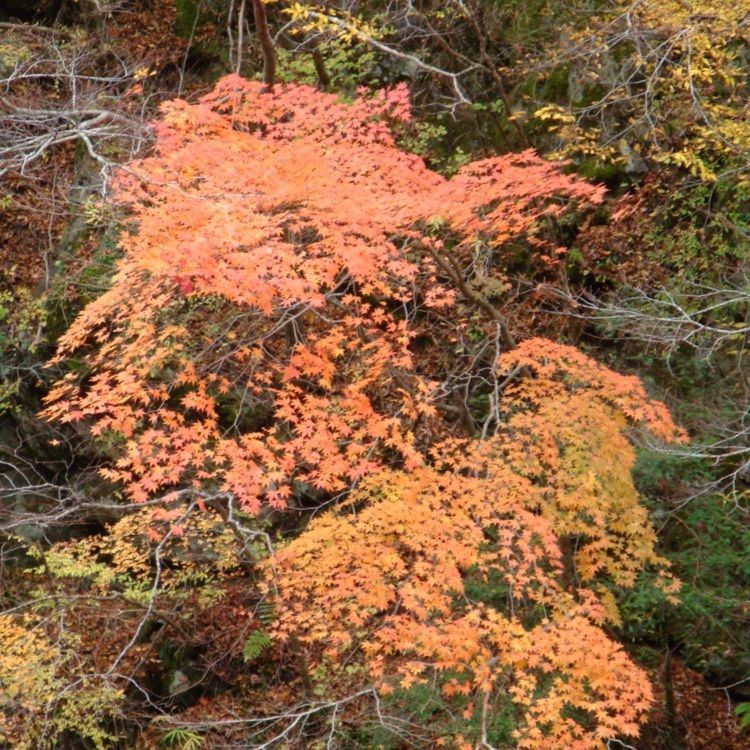 スギモさんが投稿したべふ峡に関する口コミの画像