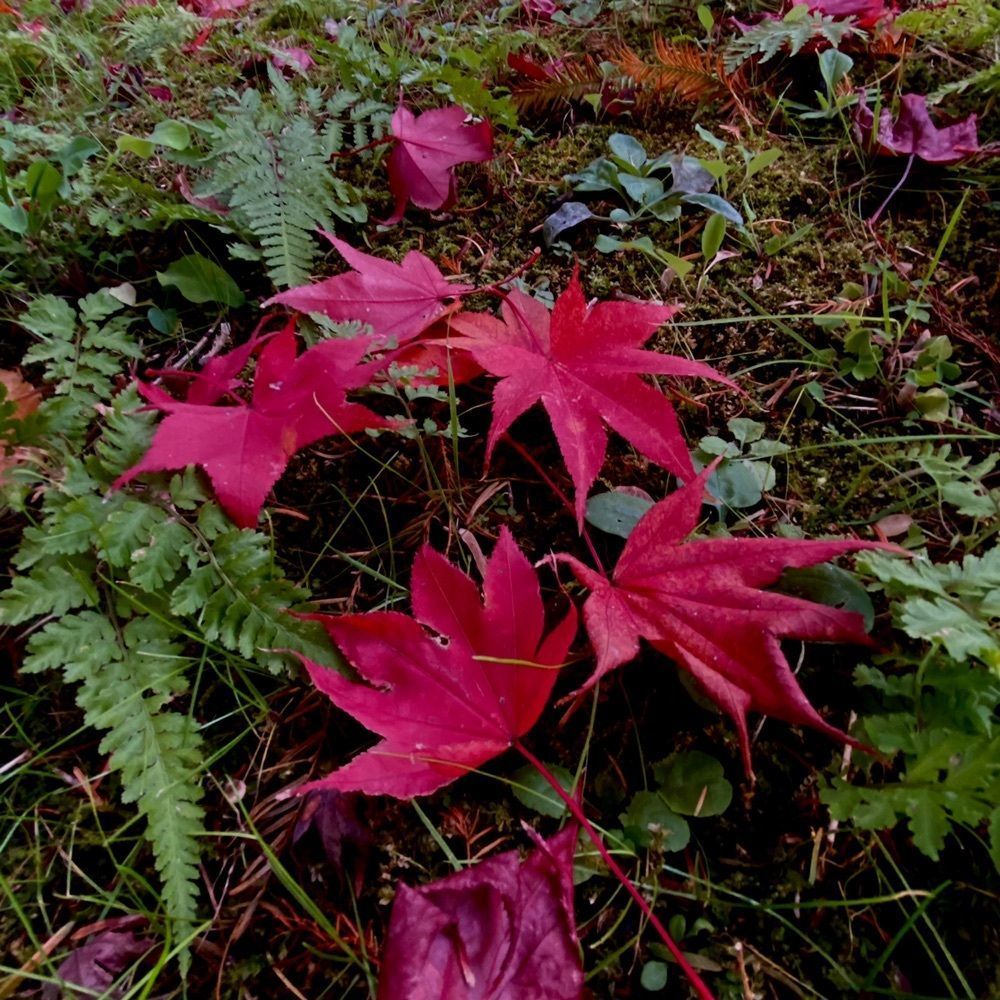 Musashiさんが投稿した旧亀井邸に関する口コミの画像