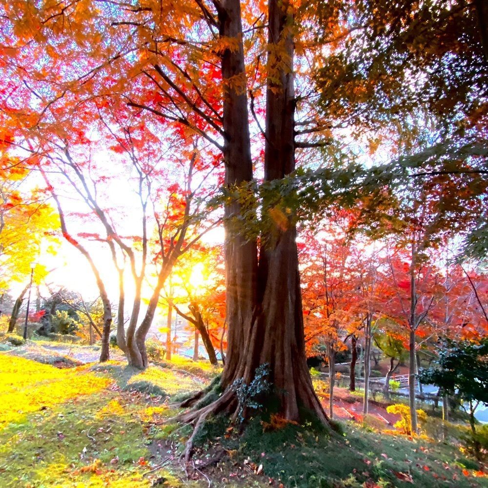 Musashiさんが投稿した旧亀井邸に関する口コミの画像