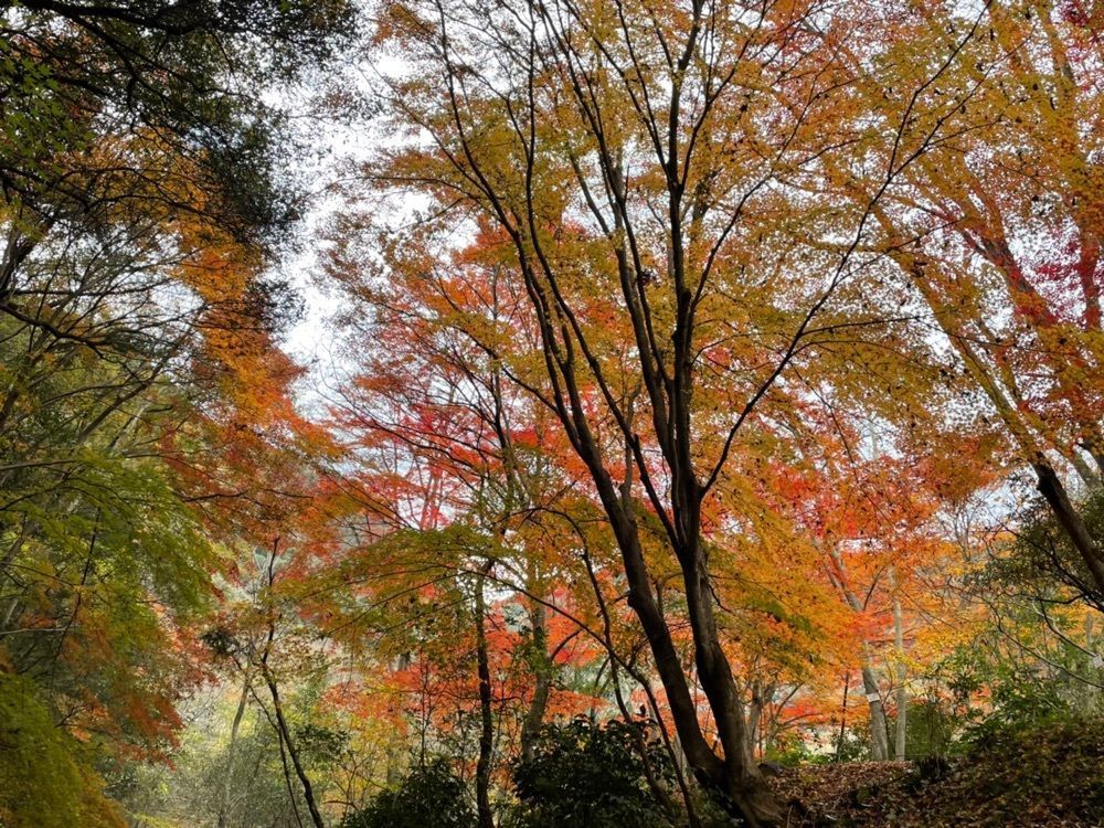 たっくんさんが投稿した武田尾駅に関する口コミの画像