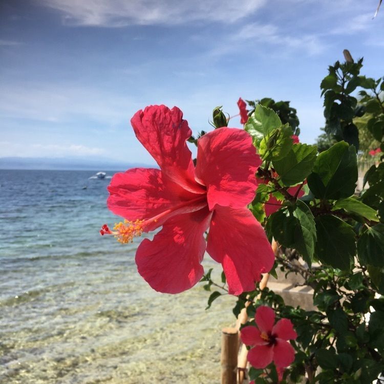 festive_lucky_f6e5さんが投稿したGIUSEPPE（ジュゼッペ）セブ島に関する口コミの画像