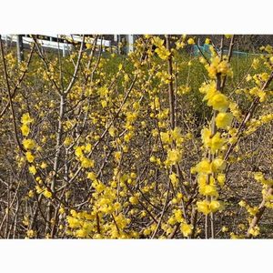 浜名湖佐久米駅　～ゆりかもめ舞う駅～ 1枚目