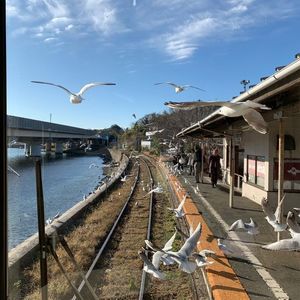 浜名湖佐久米駅　～ゆりかもめ舞う駅～ 4枚目