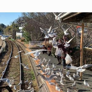 浜名湖佐久米駅　～ゆりかもめ舞う駅～ 5枚目