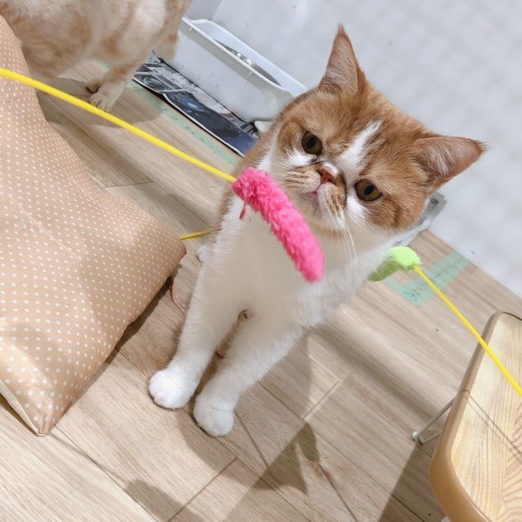 mimiさんが投稿した井筒屋 山口店（IZUTSUYA）に関する口コミの画像